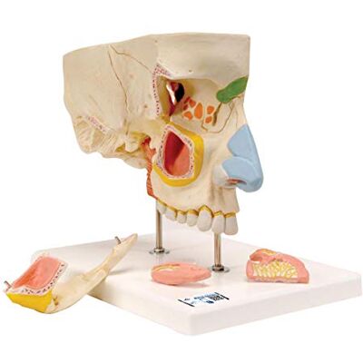 Anatomía Humana de 3B Scientific – Nariz con parte baja, 5 piezas - Modelo Anatómico Anatomía Humana de 3B Scientific – Nariz con parte baja, 5 piezas - Modelo Anatómico