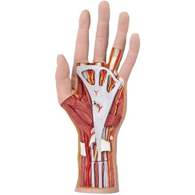 3B Scientific : ® Mano – Modelo Humano de 3 Partes con Músculos & Tendones a Tamaño Real + Smart Anatomy App (Garantía de 5 Años) 3B Scientific : ® Mano – Modelo Humano de 3 Partes con Músculos & Tendones a Tamaño Real + Smart Anatomy App (Garantía de 5 Años)