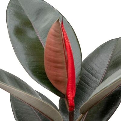 DECOALIVE Ficuas Abidjan Ficus Elastica Natural Árbol Ideal para Decorar DECOALIVE Ficuas Abidjan Ficus Elastica Natural Árbol Ideal para Decorar