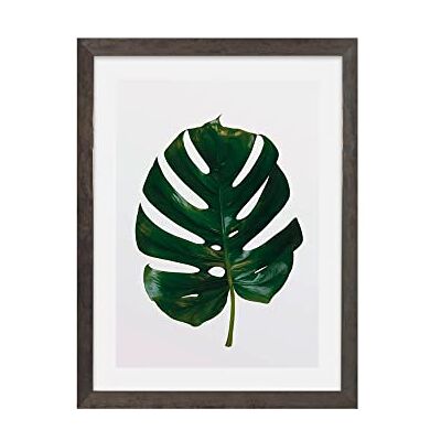 Komar Marco de fotos de madera gris piedra con póster artístico Monstera Leaf como set – Tamaño: 30 x 40 cm – Mural, decoración, planta Komar Marco de fotos de madera gris piedra con póster artístico Monstera Leaf como set – Tamaño: 30 x 40 cm – Mural, decoración, planta
