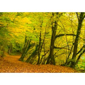Rasch Magicwalls – Papel pintado fotográfico sobre fieltro con bosque verde y marrón de la colección Magicwalls – 2,65 m x 3,71 m (largo x ancho) Rasch Magicwalls – Papel pintado fotográfico sobre fieltro con bosque verde y marrón de la colección Magicwalls – 2,65 m x 3,71 m (largo x ancho)