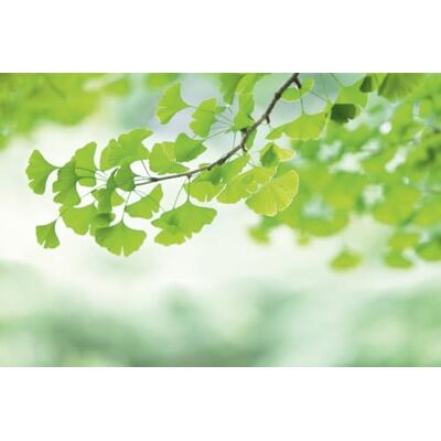 A.S. Création Papel Pintado Rama de ginko 3,75 m x 2,50 m WALLLOVE Papel Pintado Naturaleza & Feuilles en verde, blanco cola incluida A.S. Création Papel Pintado Rama de ginko 3,75 m x 2,50 m WALLLOVE Papel Pintado Naturaleza & Feuilles en verde, blanco cola incluida
