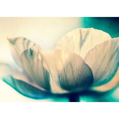 Rasch Magicwalls – Papel pintado fotográfico sobre fieltro con una gran flor en blanco y verde de la colección Magicwalls – 2,65 m x 3,71 m (largo x ancho) Rasch Magicwalls – Papel pintado fotográfico sobre fieltro con una gran flor en blanco y verde de la colección Magicwalls – 2,65 m x 3,71 m (largo x ancho)
