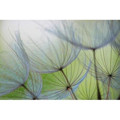 A.S. Création Papel Pintado Dendelions 3,75 m x 2,50 m WALLLOVE Papel pintado Diente de león verde, gris incluida la cola A.S. Création Papel Pintado Dendelions 3,75 m x 2,50 m WALLLOVE Papel pintado Diente de león verde, gris incluida la cola