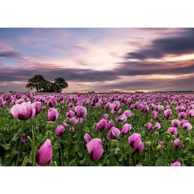 Rasch Magicwalls – Papel pintado fotográfico sobre fieltro con campo de flores en lila y verde de la colección Magicwalls – 2,65 m x 3,71 m (largo x ancho) Rasch Magicwalls – Papel pintado fotográfico sobre fieltro con campo de flores en lila y verde de la colección Magicwalls – 2,65 m x 3,71 m (largo x ancho)
