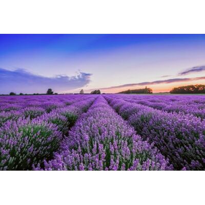 A.S. Création Papel pintado Campo de lavanda 3,75 m x 2,50 m WALLLOVE Papel pintado Campo de lavanda en violeta, azul incluida la cola A.S. Création Papel pintado Campo de lavanda 3,75 m x 2,50 m WALLLOVE Papel pintado Campo de lavanda en violeta, azul incluida la cola
