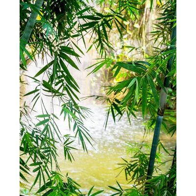 Rasch Papel pintado – Papel pintado fotográfico sobre fieltro con hojas y detrás de él brilla un cuerpo de agua verde de la colección Magicwalls, 2,65 m x 2,12 m (largo x ancho) Rasch Papel pintado – Papel pintado fotográfico sobre fieltro con hojas y detrás de él brilla un cuerpo de agua verde de la colección Magicwalls, 2,65 m x 2,12 m (largo x ancho)