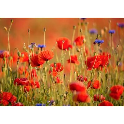 Rasch Magicwalls Papel pintado fotográfico sobre fieltro con un prado de amapolas en rojo y verde de la colección Magicwalls, 2,65 m x 3,71 m (largo x ancho) Rasch Magicwalls Papel pintado fotográfico sobre fieltro con un prado de amapolas en rojo y verde de la colección Magicwalls, 2,65 m x 3,71 m (largo x ancho)