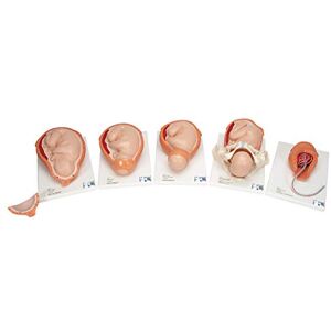 3B Scientific Modelo de anatomía humana Modelo Etapas del Parto + App de anatomía gratuita 3B Smart Anatomy 3B Scientific Modelo de anatomía humana Modelo Etapas del Parto + App de anatomía gratuita 3B Smart Anatomy