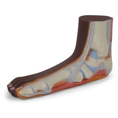 3B Scientific Modelo de Pie Plano (Pes Planus), tono de piel oscuro, 3B Smart Anatomy 3B Scientific Modelo de Pie Plano (Pes Planus), tono de piel oscuro, 3B Smart Anatomy