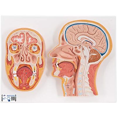 3B Scientific Modelo de anatomía humana Corte Medial y Frontal de la Cabeza + App de anatomía gratuita 3B Smart Anatomy 3B Scientific Modelo de anatomía humana Corte Medial y Frontal de la Cabeza + App de anatomía gratuita 3B Smart Anatomy