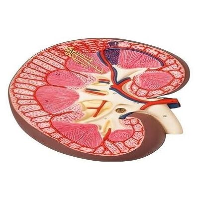 3B Scientific Modelo de anatomía humana Sección del Riñón, 3 Veces Su Tamaño Natural + App de anatomía gratuita 3B Smart Anatomy 3B Scientific Modelo de anatomía humana Sección del Riñón, 3 Veces Su Tamaño Natural + App de anatomía gratuita 3B Smart Anatomy