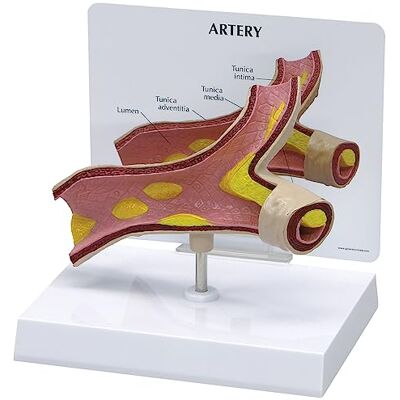 3B Scientific GPI Anatomicals Modelo de arteria 3B Scientific GPI Anatomicals Modelo de arteria