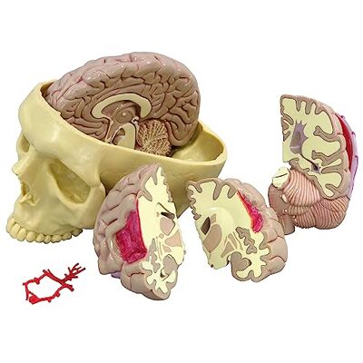 3B Scientific GPI Anatomicals Modelo de cerebro 3B Scientific GPI Anatomicals Modelo de cerebro