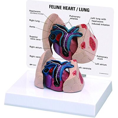 3B Scientific GPI Anatomicals Modelo de corazón y pulmones felinos 3B Scientific GPI Anatomicals Modelo de corazón y pulmones felinos