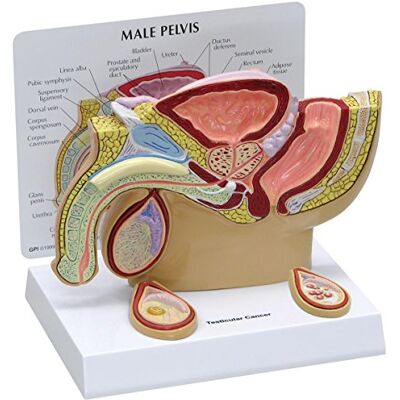 3B Scientific GPI Anatomicals Modelo de pelvis masculina con testículos 3B Scientific GPI Anatomicals Modelo de pelvis masculina con testículos