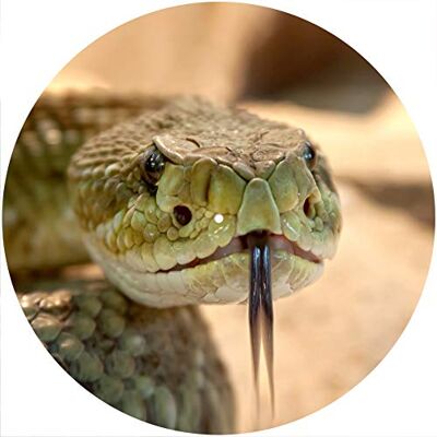 Desconocido Alfombrilla deslizante Alfombrilla antideslizante Fieltro para cualquier reproductor de discos giratorio de vinilo LP de 12", gr�fico personalizado Rattle Snake 2 Desconocido Alfombrilla deslizante Alfombrilla antideslizante Fieltro para cualquier reproductor de discos giratorio de vinilo LP de 12", gr�fico personalizado Rattle Snake 2