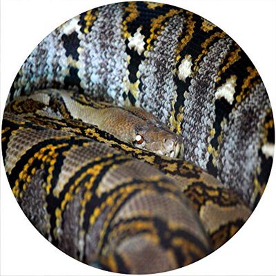 Desconocido Alfombrilla deslizante Alfombrilla antideslizante Fieltro para cualquier reproductor de discos giratorio de vinilo LP de 12", gr�fico personalizado Snake Skin 3 Desconocido Alfombrilla deslizante Alfombrilla antideslizante Fieltro para cualquier reproductor de discos giratorio de vinilo LP de 12", gr�fico personalizado Snake Skin 3
