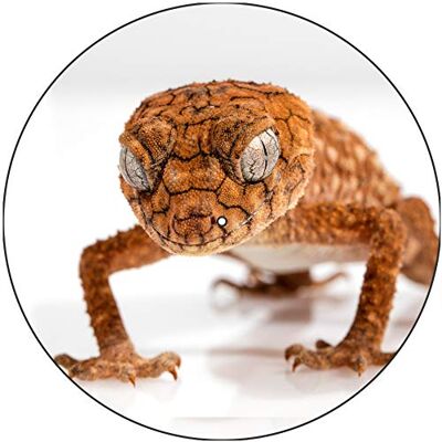 Desconocido Alfombrilla deslizante Alfombrilla antideslizante Fieltro para cualquier reproductor de discos giratorio de vinilo LP de 12", gr�fico personalizado Gecko 2 Desconocido Alfombrilla deslizante Alfombrilla antideslizante Fieltro para cualquier reproductor de discos giratorio de vinilo LP de 12", gr�fico personalizado Gecko 2