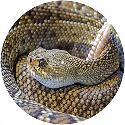 Desconocido Alfombrilla deslizante Alfombrilla antideslizante Fieltro para cualquier reproductor de discos giratorio de vinilo LP de 12", gr�fico personalizado Snake Rattler Desconocido Alfombrilla deslizante Alfombrilla antideslizante Fieltro para cualquier reproductor de discos giratorio de vinilo LP de 12", gr�fico personalizado Snake Rattler