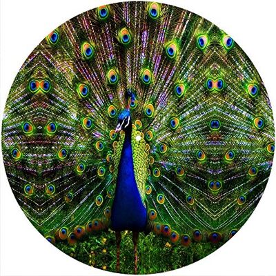 Desconocido Alfombrilla deslizante Alfombrilla antideslizante Fieltro para cualquier reproductor de discos giratorio de vinilo LP de 12", gr�fico personalizado Peacock Desconocido Alfombrilla deslizante Alfombrilla antideslizante Fieltro para cualquier reproductor de discos giratorio de vinilo LP de 12", gr�fico personalizado Peacock