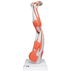 3B Scientific ® Pierna con Músculos – Modelo Anatómico Humano de 9 Partes a Tamaño Real con Músculos Desmontables + Smart Anatomy App (Garantía de 5 Años) 3B Scientific ® Pierna con Músculos – Modelo Anatómico Humano de 9 Partes a Tamaño Real con Músculos Desmontables + Smart Anatomy App (Garantía de 5 Años)