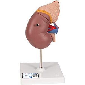 3B Scientific ® Riñón con Glándula Suprarrenal – Modelo Anatómico Humano de 2 Partes a Tamaño Real + Smart Anatomy App (Garantía de 5 Años) 3B Scientific ® Riñón con Glándula Suprarrenal – Modelo Anatómico Humano de 2 Partes a Tamaño Real + Smart Anatomy App (Garantía de 5 Años)