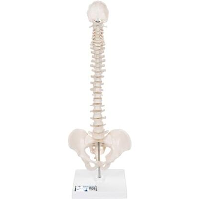 3B Scientific ® Mini Modelo de Columna Vertebral – Columna Vertebral Humana Flexible con Pelvis en Soporte, PVC Duradero + Smart Anatomy App (Garantía de 5 Años) 3B Scientific ® Mini Modelo de Columna Vertebral – Columna Vertebral Humana Flexible con Pelvis en Soporte, PVC Duradero + Smart Anatomy App (Garantía de 5 Años)