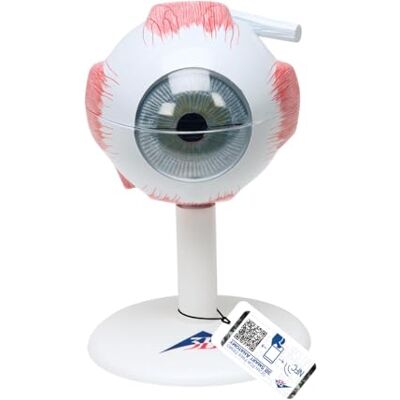 3B Scientific ® Ojo Humano – Modelo Anatómico 3 Veces Ampliado en 6 Partes con Estructuras Extraíbles + Smart Anatomy App (Garantía de 5 Años) 3B Scientific ® Ojo Humano – Modelo Anatómico 3 Veces Ampliado en 6 Partes con Estructuras Extraíbles + Smart Anatomy App (Garantía de 5 Años)