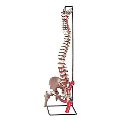 GIMA Modelo Columna, con femore + muscolo GIMA Modelo Columna, con femore + muscolo