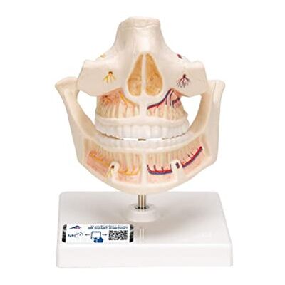 3B Scientific Modelo de anatomía humana Dentadura de Adulto 3B Scientific Modelo de anatomía humana Dentadura de Adulto