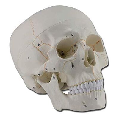GIMA Modelo anatómico Calavera Cruz de Vitruvio, 1 x, desmontable en 3 partes, para estudiantes, Universidad, didáctica GIMA Modelo anatómico Calavera Cruz de Vitruvio, 1 x, desmontable en 3 partes, para estudiantes, Universidad, didáctica