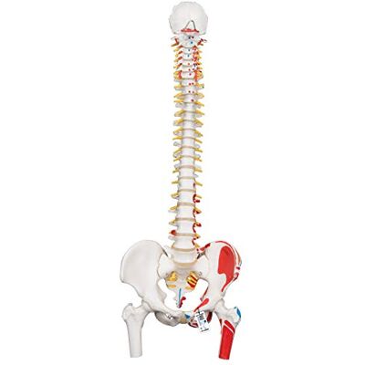 Modelo de Columna Humana 3B Scientific - Flexible con Músculos y Huesos Modelo de Columna Humana 3B Scientific - Flexible con Músculos y Huesos