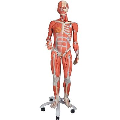 3B Scientific Figura Femenina con Músculos, Desmontable en 23 Piezas 3B Smart Anatomy 3B Scientific Figura Femenina con Músculos, Desmontable en 23 Piezas 3B Smart Anatomy