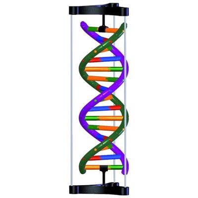 3B Scientific DNA modelo de doble hélice, kit de estudiante 3B Scientific DNA modelo de doble hélice, kit de estudiante