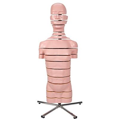 3B Scientific ® Torso con 15 Planos de Corte – Modelo Anatómico Humano a Tamaño Real + Smart Anatomy App (Garantía de 5 Años) 3B Scientific ® Torso con 15 Planos de Corte – Modelo Anatómico Humano a Tamaño Real + Smart Anatomy App (Garantía de 5 Años)