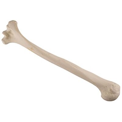 3B Scientific Orthobones estándar modelo Humerus Bone (izquierda) 3B Scientific Orthobones estándar modelo Humerus Bone (izquierda)