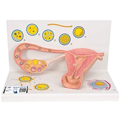 3B Scientific ® Modelo de Ovario – Ovario Humano Ampliado 2 Veces con Etapas de Fertilización y Desarrollo Celular, PVC Duradero + Smart Anatomy App (Garantía de 5 Años) 3B Scientific ® Modelo de Ovario – Ovario Humano Ampliado 2 Veces con Etapas de Fertilización y Desarrollo Celular, PVC Duradero + Smart Anatomy App (Garantía de 5 Años)