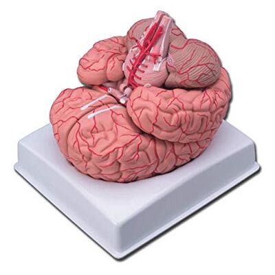 GIMA Modelo cerebro con arterias, paquete de 1 unidad GIMA Modelo cerebro con arterias, paquete de 1 unidad
