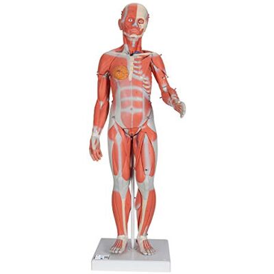 3B Scientific Figura Femenina Completa Con Músculos, Desmontable en 21 Piezas 3B Smart Anatomy 3B Scientific Figura Femenina Completa Con Músculos, Desmontable en 21 Piezas 3B Smart Anatomy