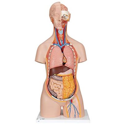 Torso clásico neutro en género de 3B Scientific - Modelo de anatomía Torso clásico neutro en género de 3B Scientific - Modelo de anatomía
