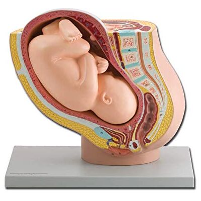 GIMA Modelo Pelvico con feto, paquete de 1 unidad GIMA Modelo Pelvico con feto, paquete de 1 unidad