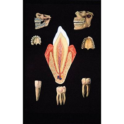3B Scientific V2016M Anatomía humana Dentaduras Sanas 3B Scientific V2016M Anatomía humana Dentaduras Sanas