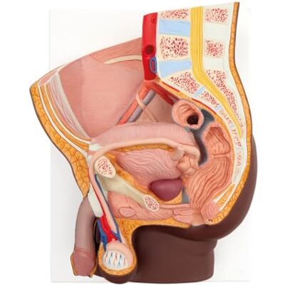 3B Scientific Pelvis masculina, 2 piezas, tono de piel oscuro, 3B Smart Anatomy 3B Scientific Pelvis masculina, 2 piezas, tono de piel oscuro, 3B Smart Anatomy