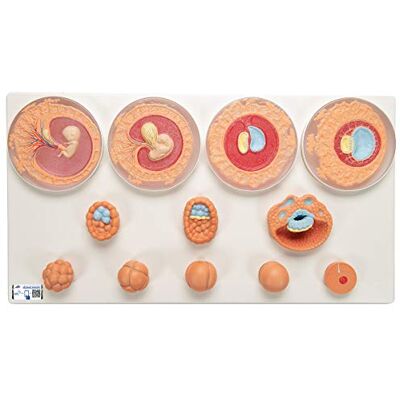 3B Scientific ® Modelo de Desarrollo Embrionario – Fecundación Humana y Crecimiento Temprano en 12 Etapas, PVC Duradero + Smart Anatomy App (Garantía de 5 Años) 3B Scientific ® Modelo de Desarrollo Embrionario – Fecundación Humana y Crecimiento Temprano en 12 Etapas, PVC Duradero + Smart Anatomy App (Garantía de 5 Años)
