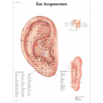 3B Scientific – Lámina Plastificada de Acupuntura de la Oreja – Póster Protegido contra UV y Polvo para Estudio, Enseñanza y Clínicas 3B Scientific – Lámina Plastificada de Acupuntura de la Oreja – Póster Protegido contra UV y Polvo para Estudio, Enseñanza y Clínicas