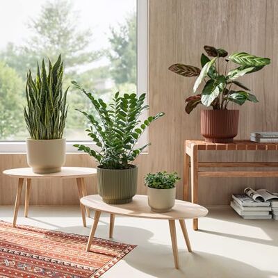 Artevasi Maceta Miami de 20 cm, Color marrón Moca, Moderna Maceta de plástico Reciclado con Acabado Mate, Maceta Decorativa Artevasi Maceta Miami de 20 cm, Color marrón Moca, Moderna Maceta de plástico Reciclado con Acabado Mate, Maceta Decorativa