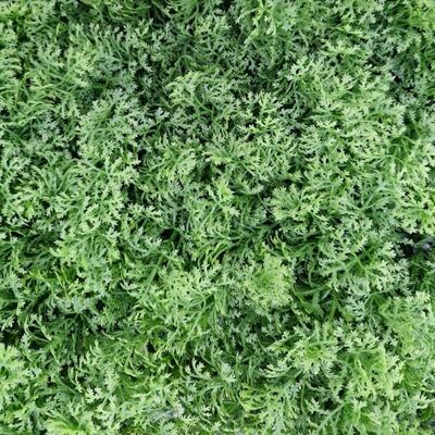 TENAX Divy Panel Lichen 100x100 cm Verde, Panel Modular con Hojas Artificiales 3D Tipo Musgo para Paredes, Jardines Verticales y Decoraciones de Interior/Exterior TENAX Divy Panel Lichen 100x100 cm Verde, Panel Modular con Hojas Artificiales 3D Tipo Musgo para Paredes, Jardines Verticales y Decoraciones de Interior/Exterior