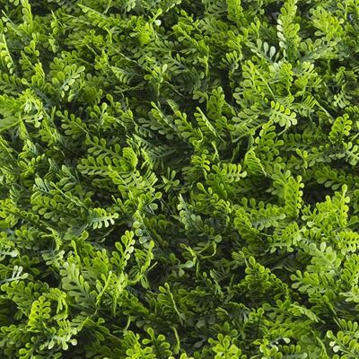TENAX Divy Panel Filix 50x50 cm Verde, Panel Modular con Hojas Artificiales 3D Tipo Helecho para Paredes, Jardines Verticales y Decoraciones Indoor/Outdoor TENAX Divy Panel Filix 50x50 cm Verde, Panel Modular con Hojas Artificiales 3D Tipo Helecho para Paredes, Jardines Verticales y Decoraciones Indoor/Outdoor