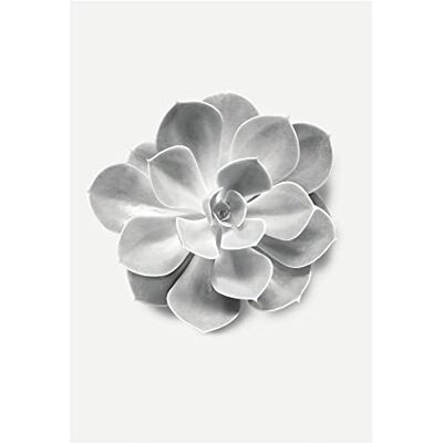 Cartel artístico de Komar - Aeonium suculento - 50x70cm Cartel artístico de Komar - Aeonium suculento - 50x70cm